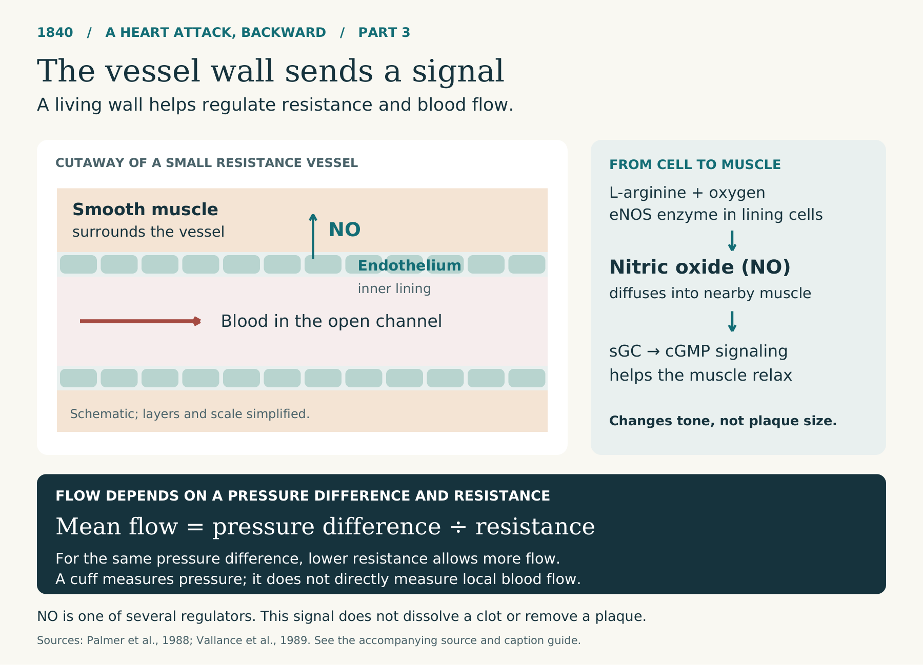 Endothelial nitric oxide signals adjacent smooth muscle through soluble guanylyl cyclase and cGMP, helping regulate vascular resistance and flow.