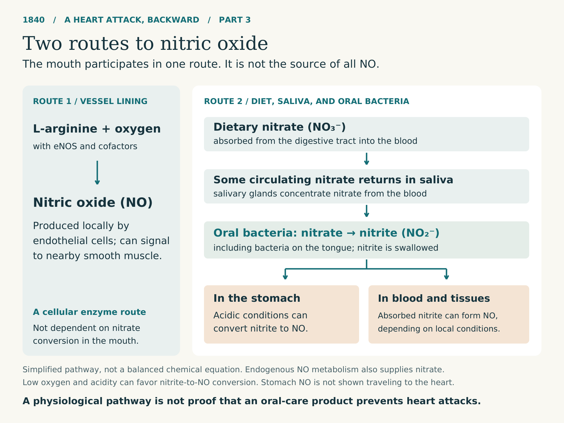 Two parallel pathways. One shows endothelial L-arginine and oxygen converted to NO by eNOS. The other shows circulating nitrate, supplied by food and endogenous NO metabolism, entering saliva through the salivary glands. Oral bacteria convert nitrate to nitrite. Swallowed nitrite can form NO in the acidic stomach or enter the circulation and participate in NO formation in blood and tissues, influenced by oxygen availability and other local conditions.