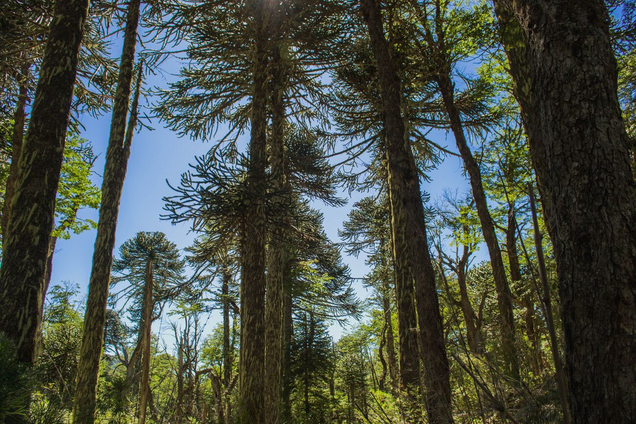 Las inversiones también pueden ser sustentables