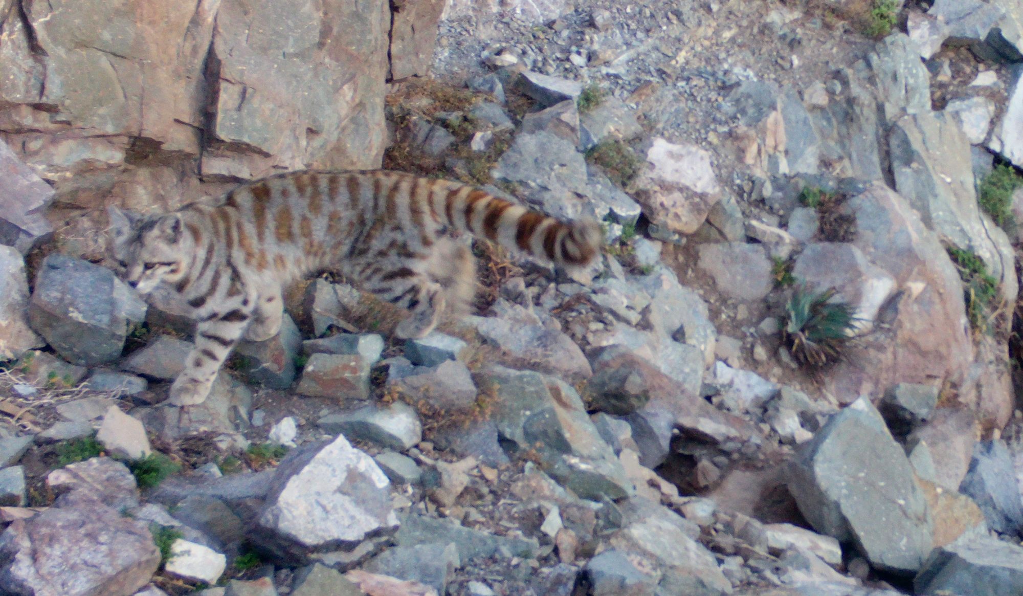 El felino en mayor peligro de extinción de toda América siempre estuvo en la cordillera de Santiago