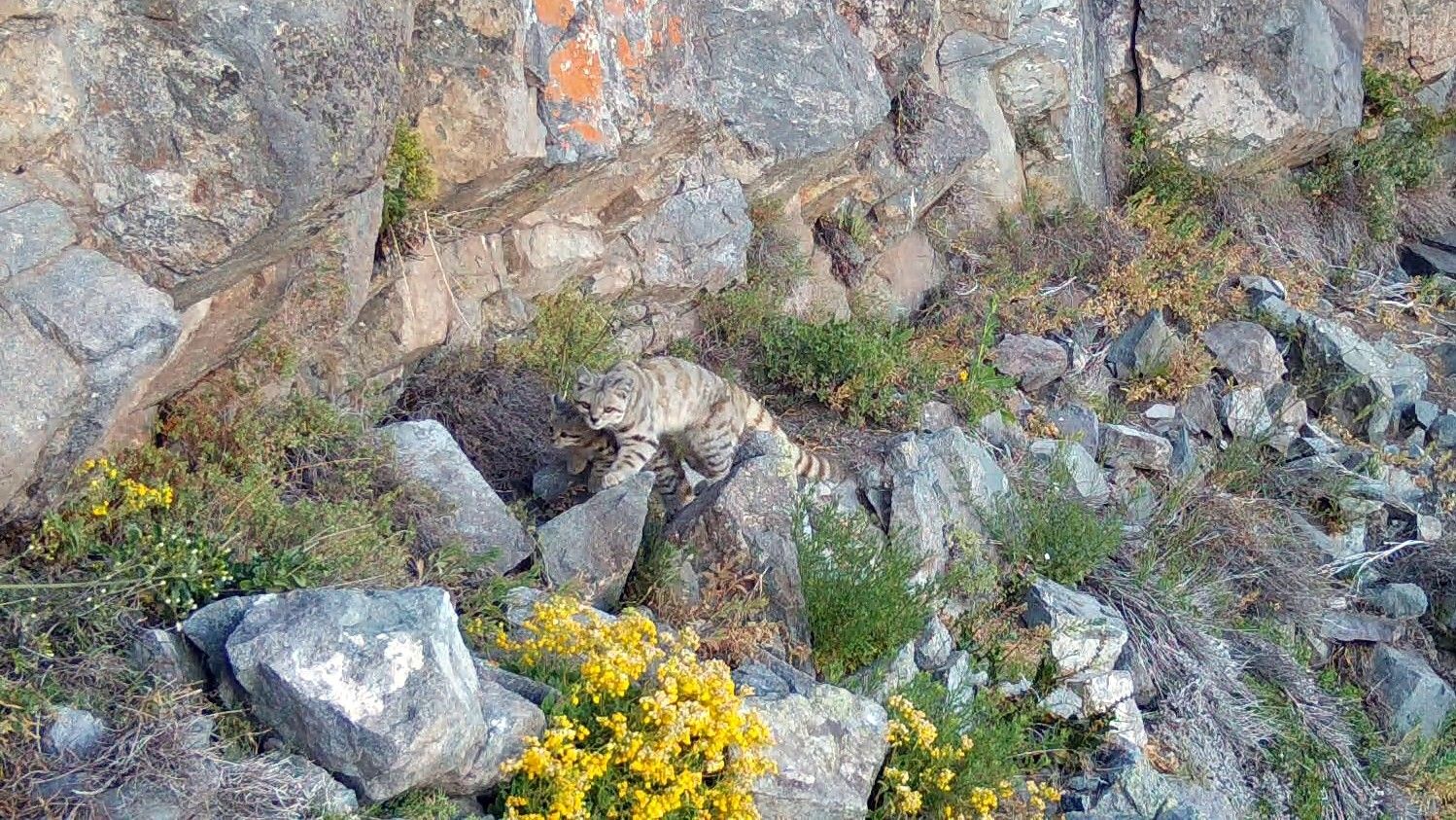 Los cachorros del gato andino, el felino en mayor peligro de extinción en América