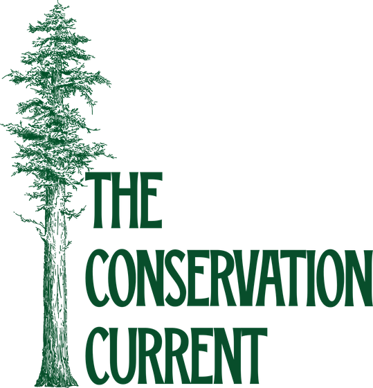 The Conservation Current