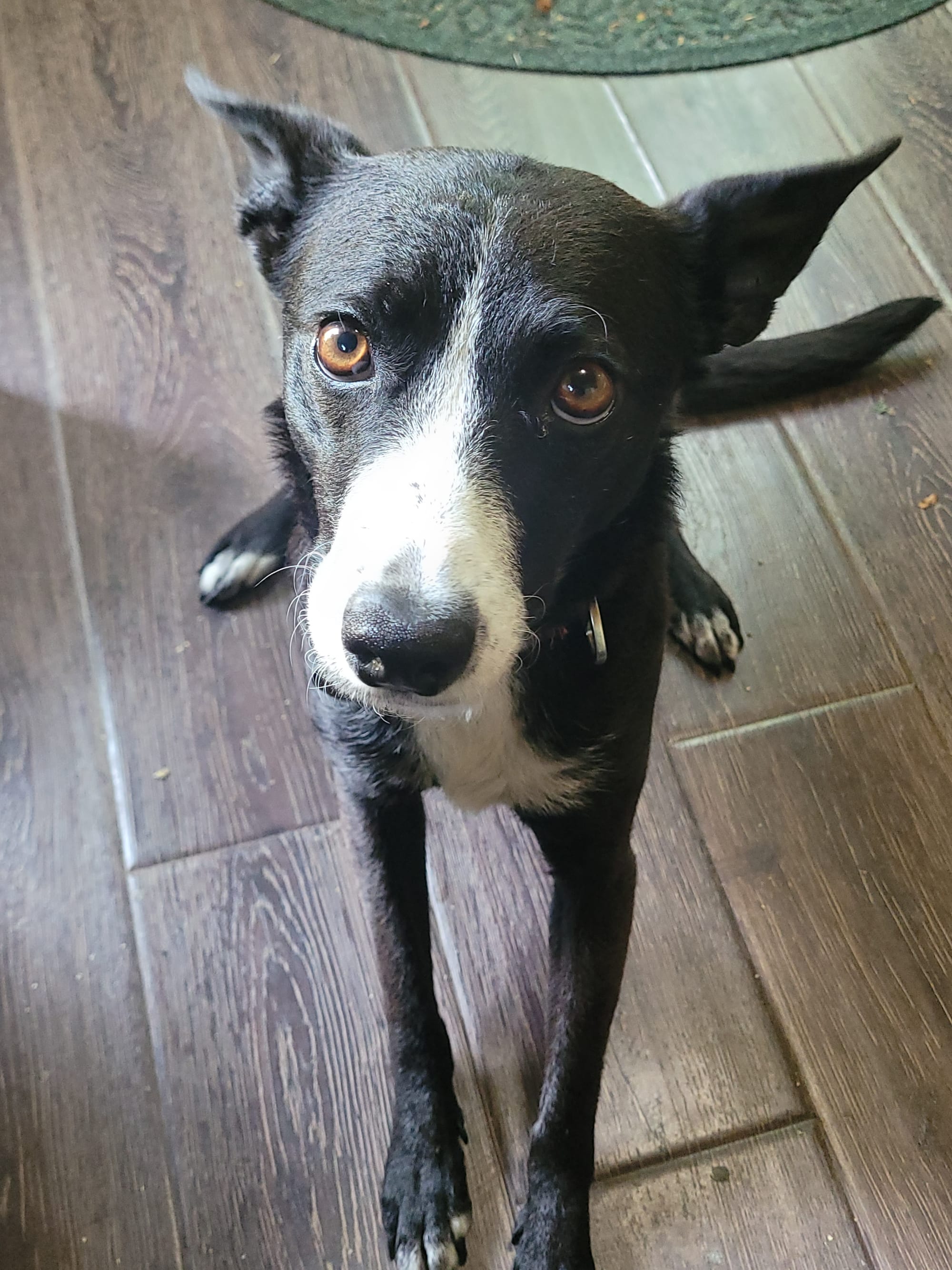 A black dog with a white snout and pointy ears looks at imploringly. Please pet.