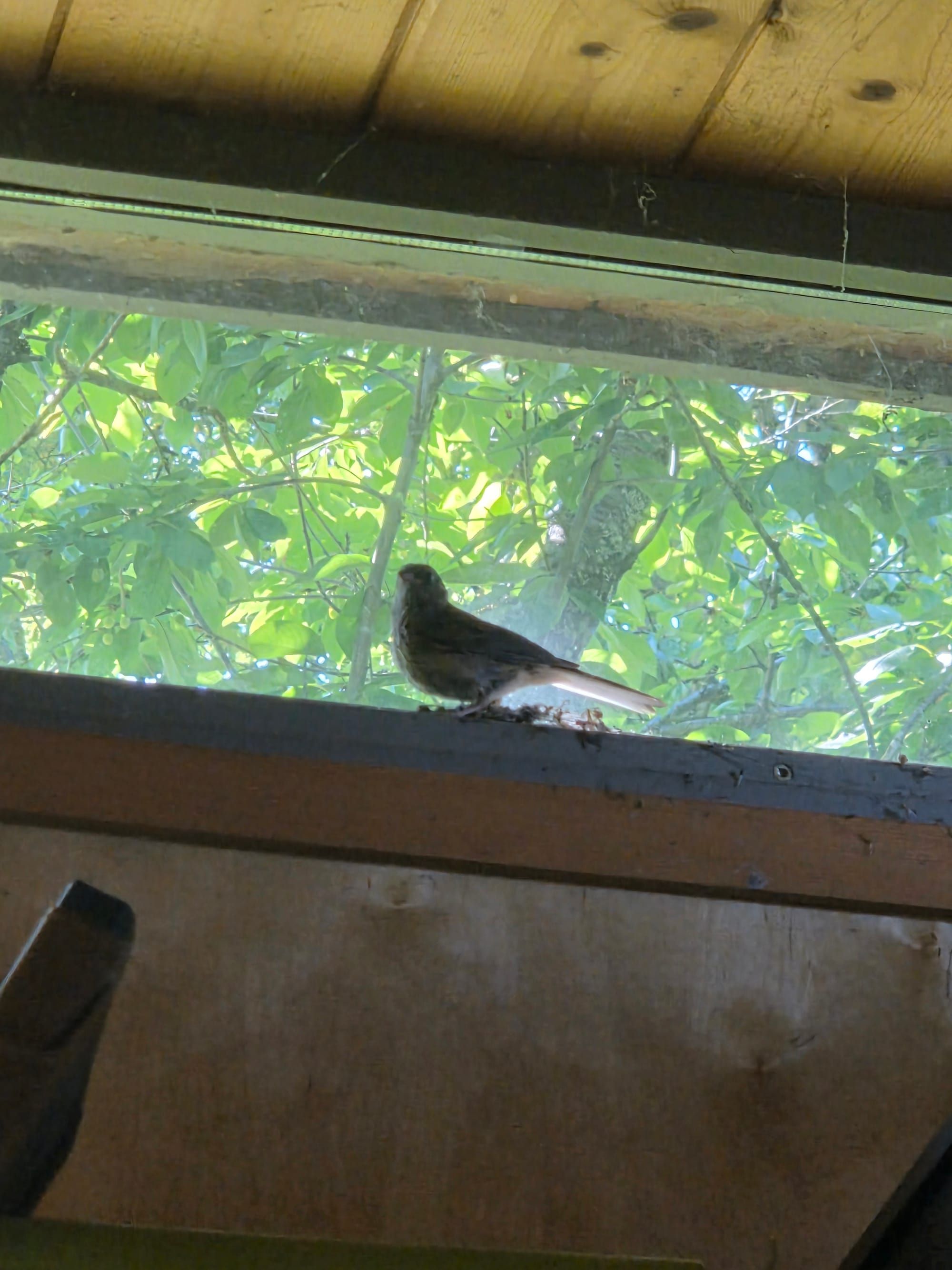 A little brown bird sits inside my office window. The tree where he should be is in the background, on the other side of the glass.
