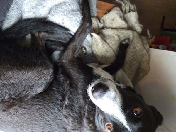 A black dog with a white muzzle sits on two -- two! -- fuzzy blankets fr chrissakes