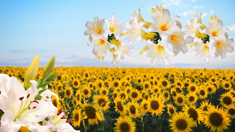 But did you bring flowers though?