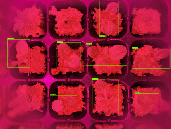 Sprout Image Recognition