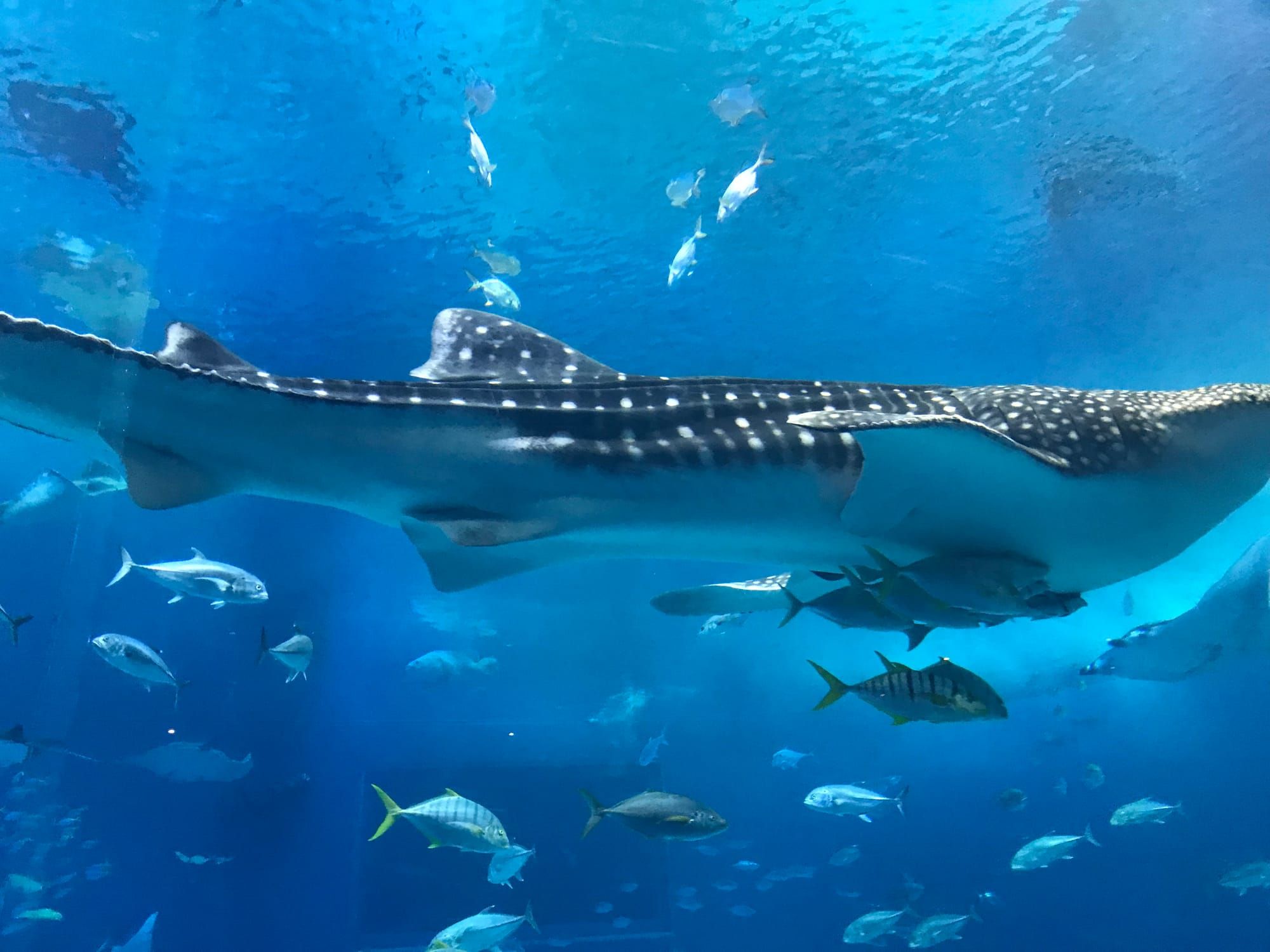 Analyzing TLS encrypted traffic through SSLKEYLOGFILE