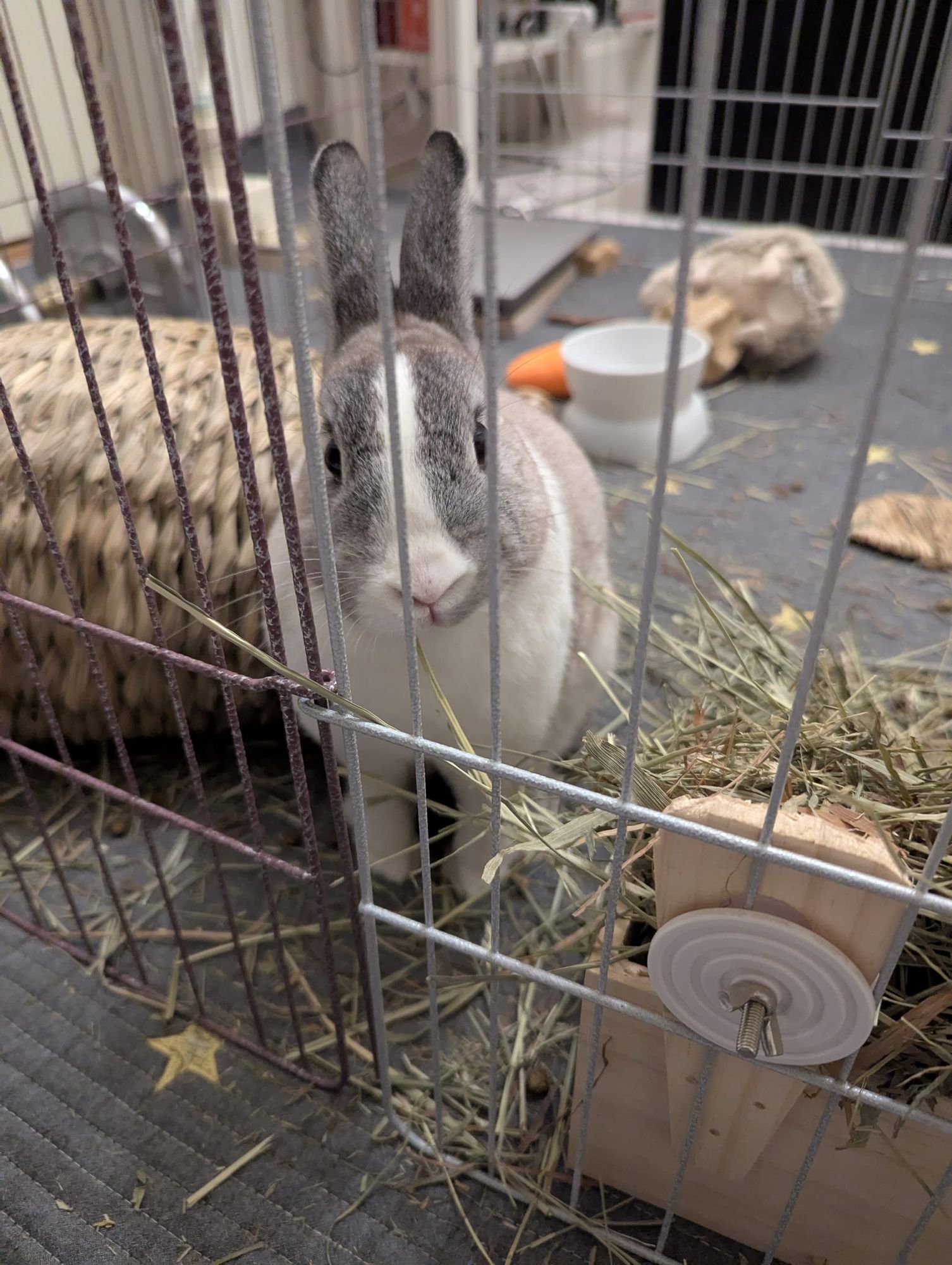 Azure AI Foundry: Public Access Connectivity and Function Testing