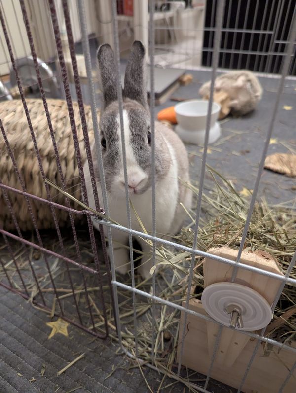 Azure AI Foundry: Public Access Connectivity and Function Testing