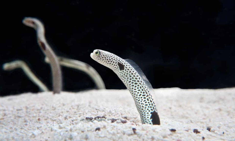 video chatting with eels