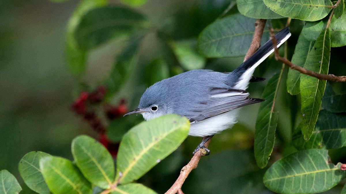 Where Songbirds Came From and Why We Should Listen to Them