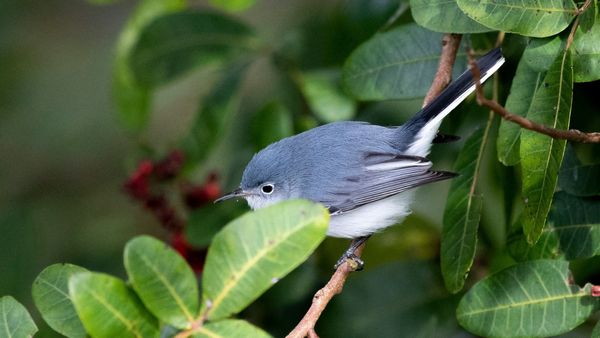 Where Songbirds Came From and Why We Should Listen to Them