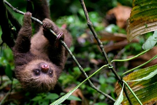 Cloud Forest Symphony Project