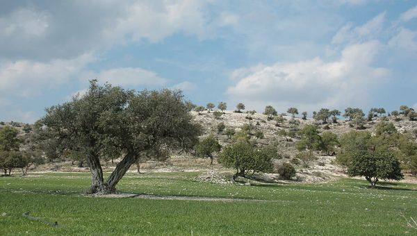 Cisjordania: la violencia con aval del estado