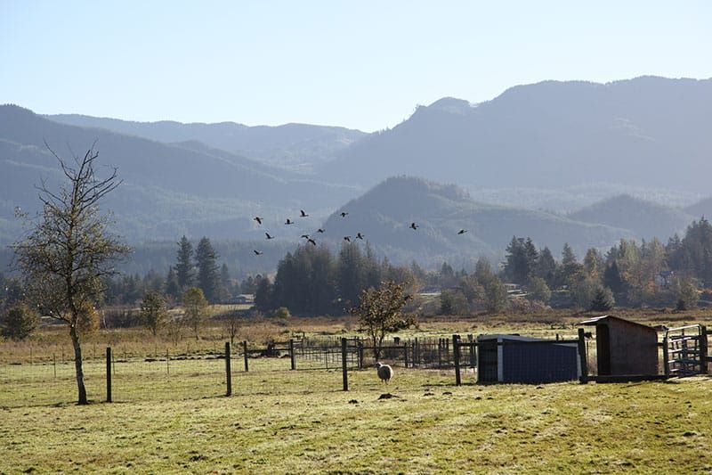 American Farmland Trust posts action plan to help Puget Sound farmers