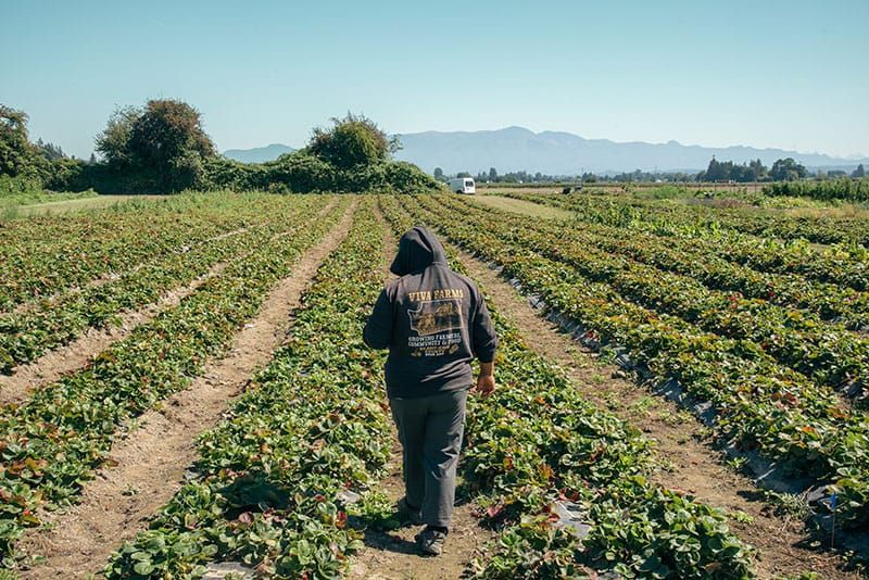 Nearly $5 million in USDA grant funding could return to King County and Viva Farms