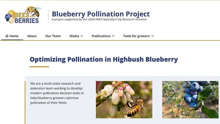Blueberry Pollination Project helps growers fine tune bee use
