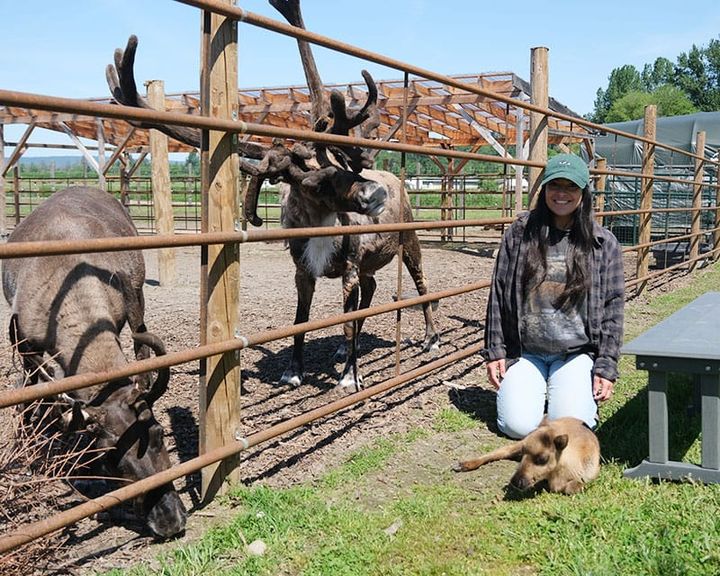 Reindeer born at Lake Stevens Farm