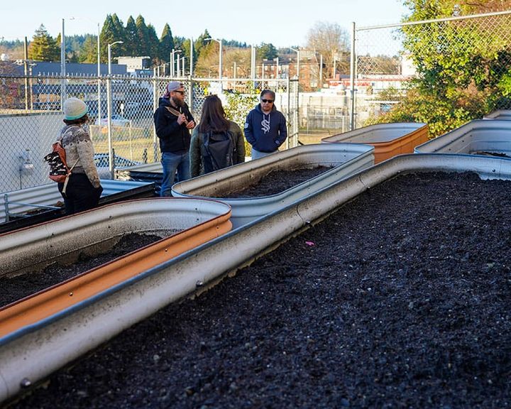 Growing food throughout Ballard – VFW partners with Seattle urban farm for gardening program