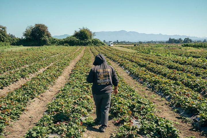 Nearly $5 million in USDA grant funding could return to King County and Viva Farms