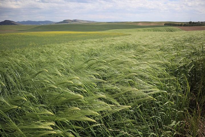 Tilth Alliance studies farmer perceptions of organic farming in Washington State