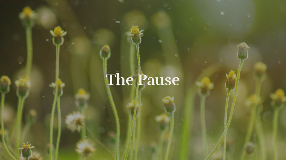Soft focus of flowers in the grass with sunlight