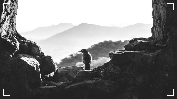 Do You Have a Green Card?