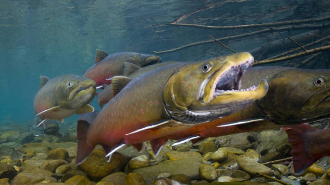 Bull Trout 