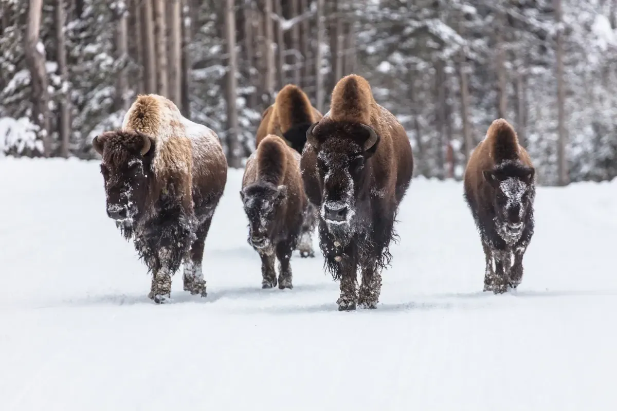 Federal District Court denies Fed's request to pause our Yellowstone Bison lawsuit
