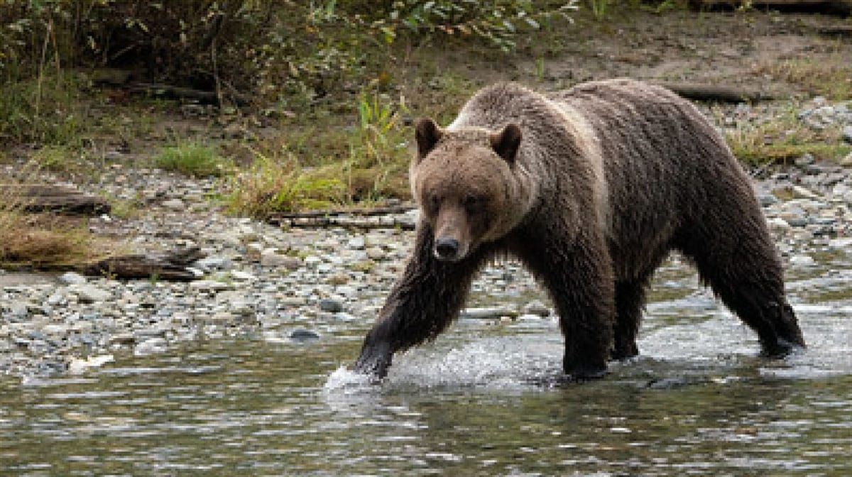Alliance Sues Forest Service and U.S. Fish and Wildlife Service to stop another massive clearcutting project west of Whitefish, Montana