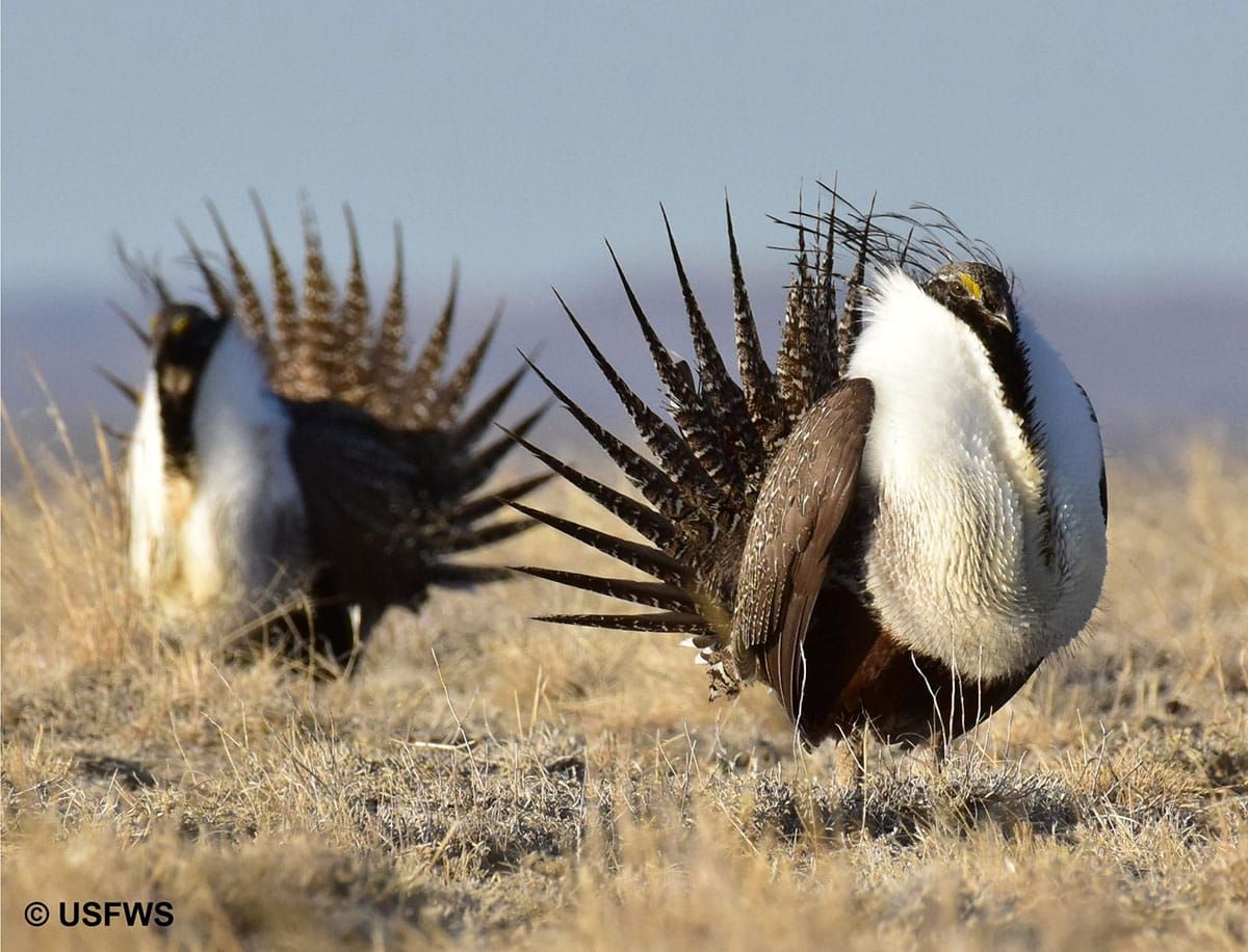 A new gas pipeline will destroy dwindling Sage Grouse Habitat -- but you can help stop it