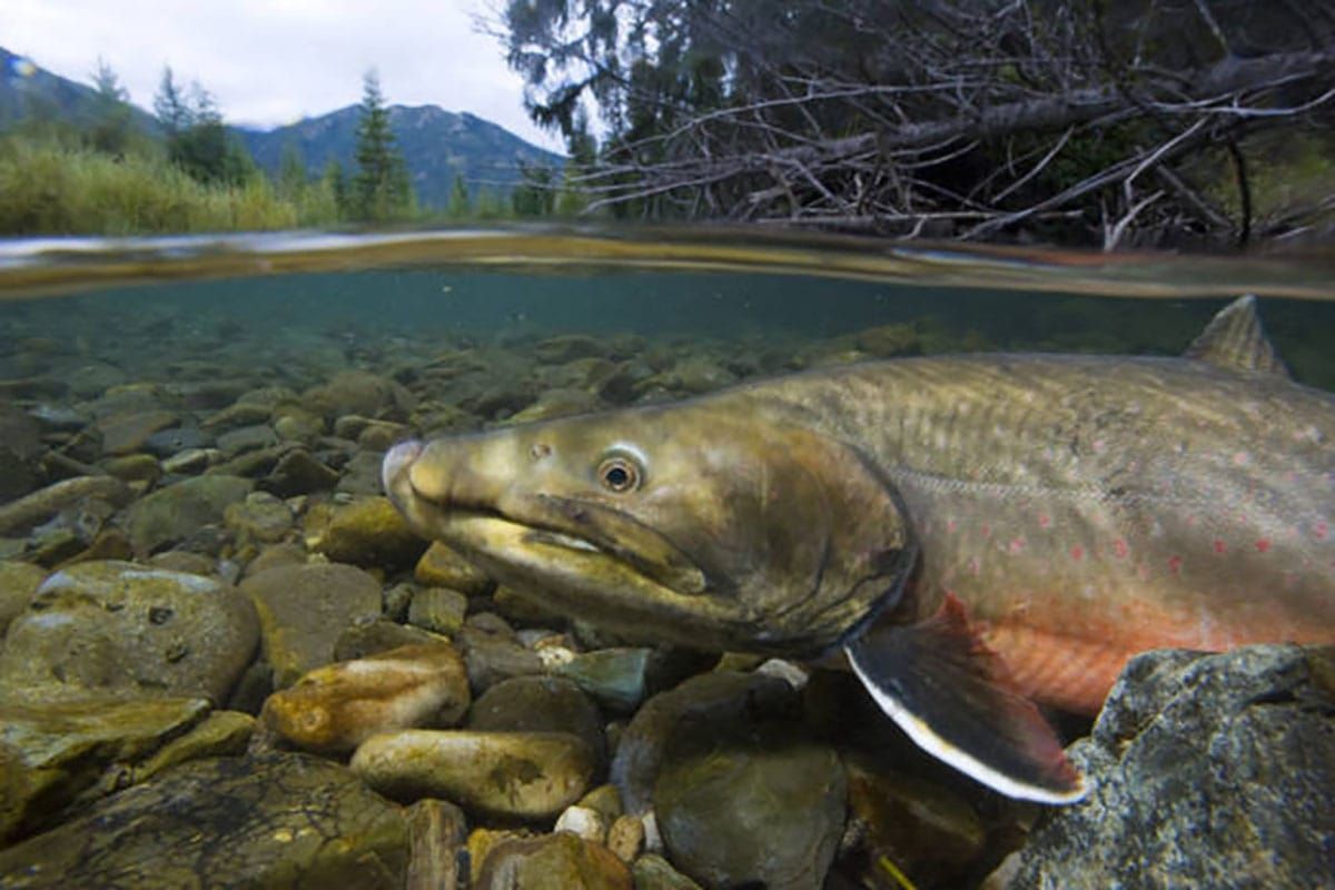 Alliance for the Wild Rockies files lawsuit to prevent dewatering bull trout critical habitat in the Clark Fork River