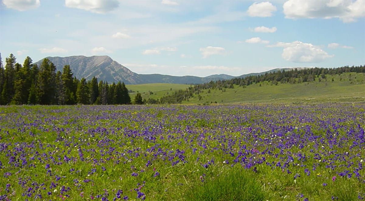 Government Cancels Illegal Logging Project near Yellowstone after Alliance Sues