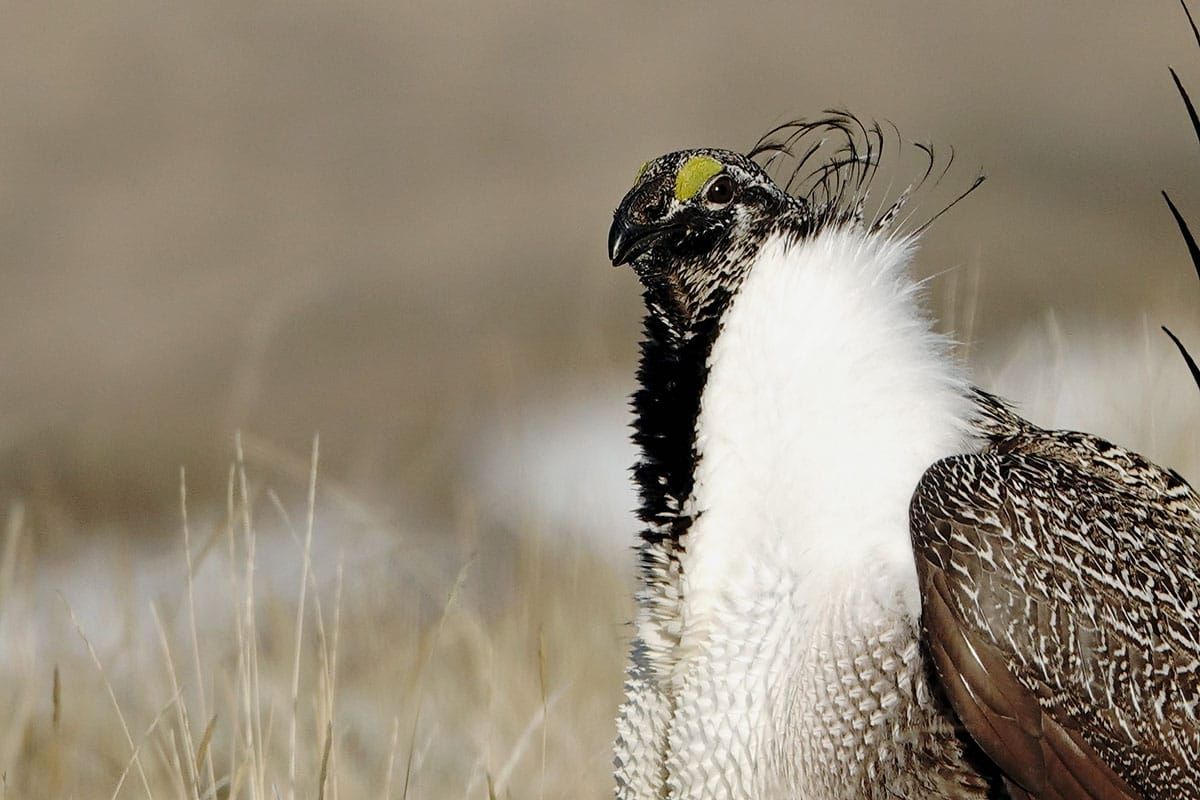 Government burning of public lands is harming humans and killing millions of birds