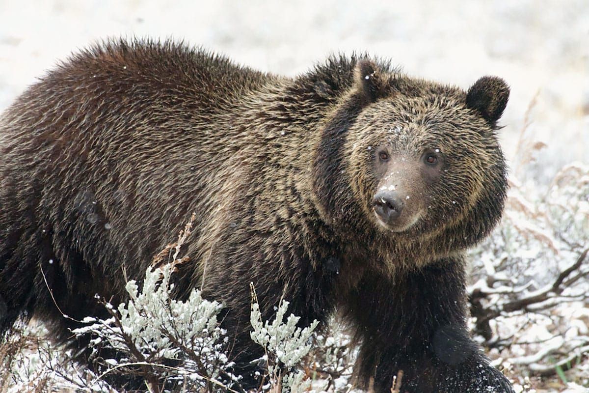 Federal Magistrate: Forest Service Failed Grizzlies in Paradise Valley Grazing