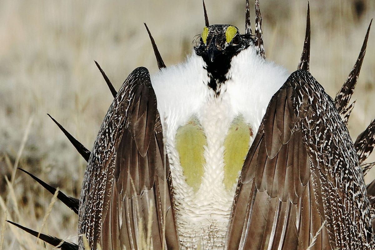 Lawsuit filed against permanent pipeline corridor in National Forest in Idaho