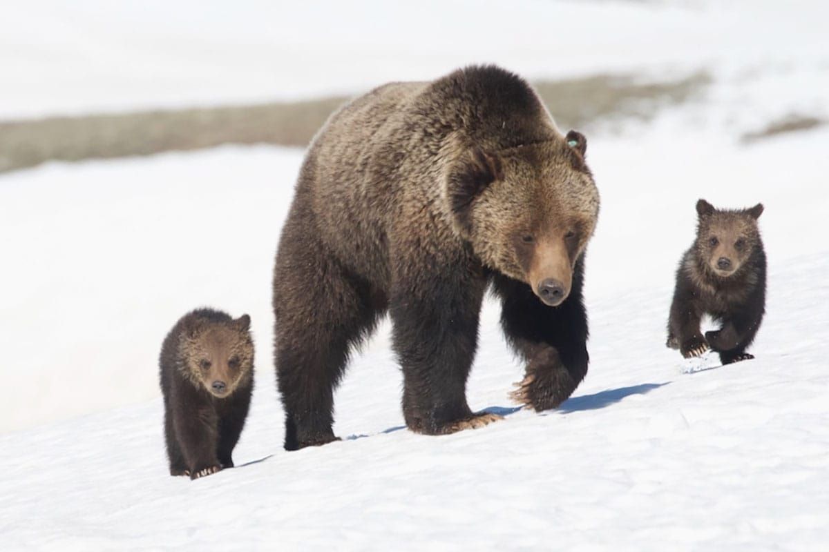 Major Court Victory for Imperiled Selkirk Grizzly Bear Population in Idaho