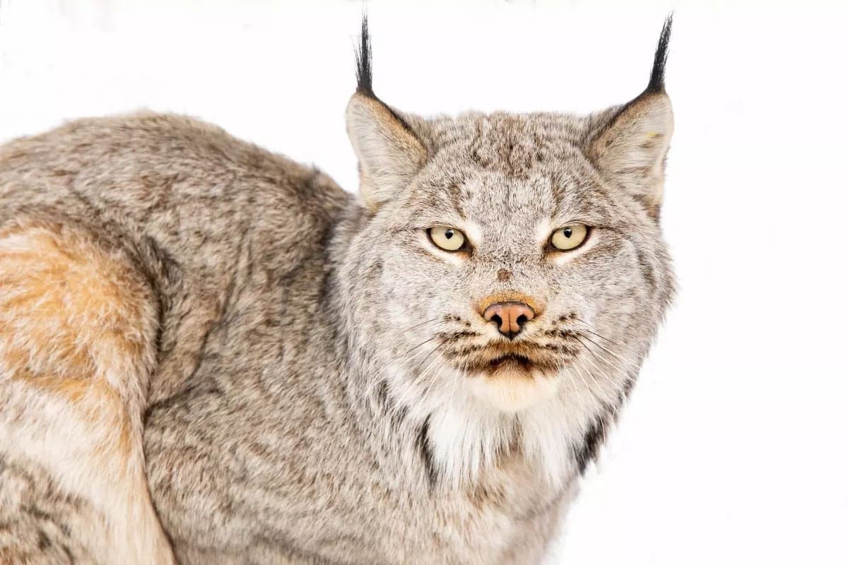 Conservation Groups sue to protect grizzlies, lynx, and sage grouse in the Gravelly Mountains of Montana