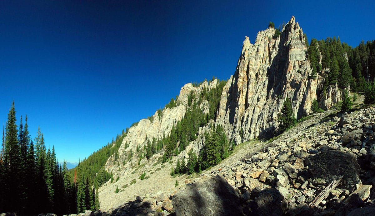 Massive deforestation project that threatens grizzlies, lynx and wolverine halted