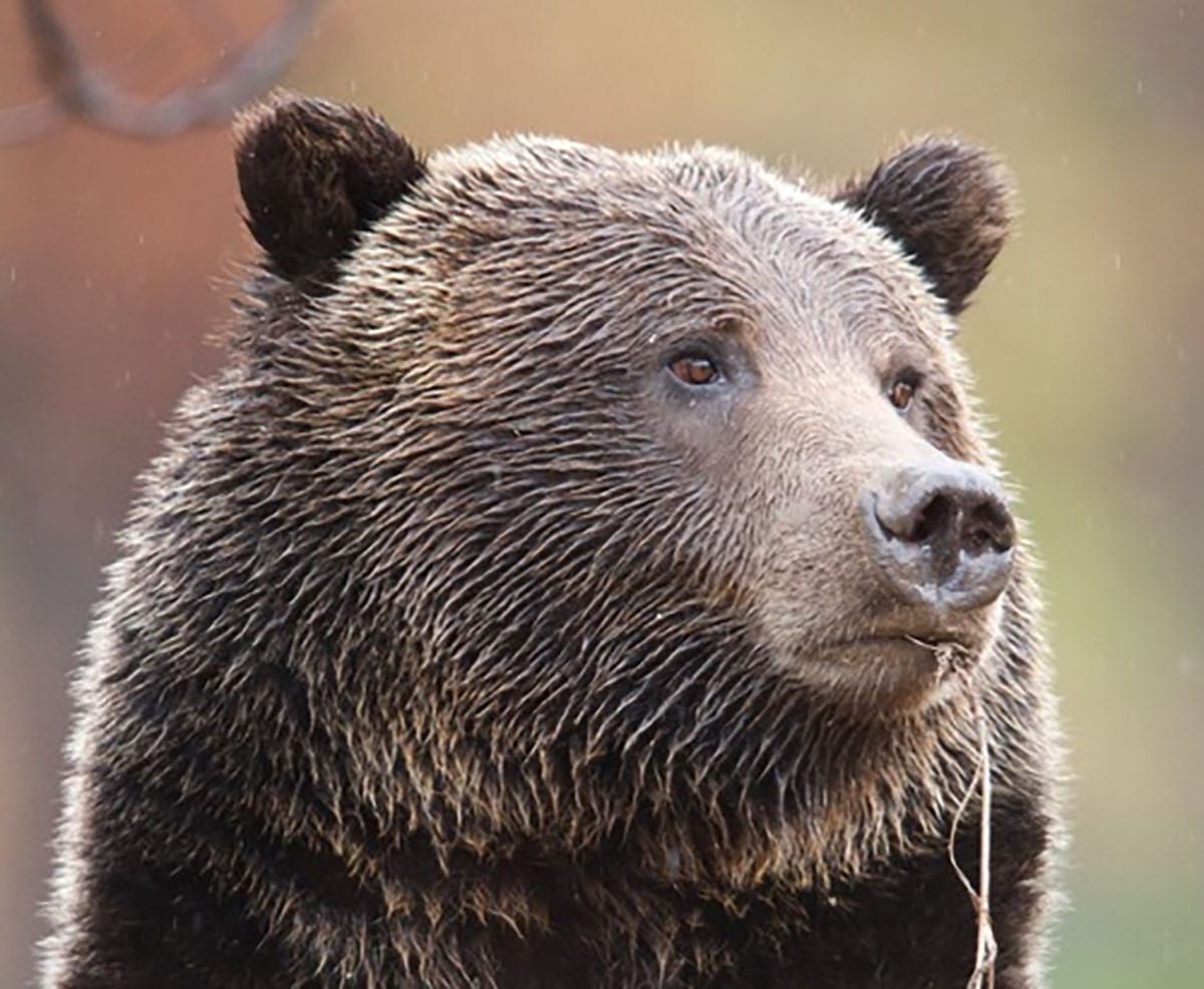 The Alliance wins Ninth Circuit victory to protect imperiled Cabinet-Yaak grizzly bears in Montana