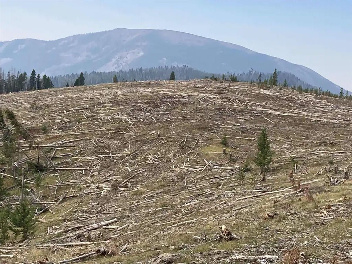 The Forest Service Loses Billions Subsidizing Logging
