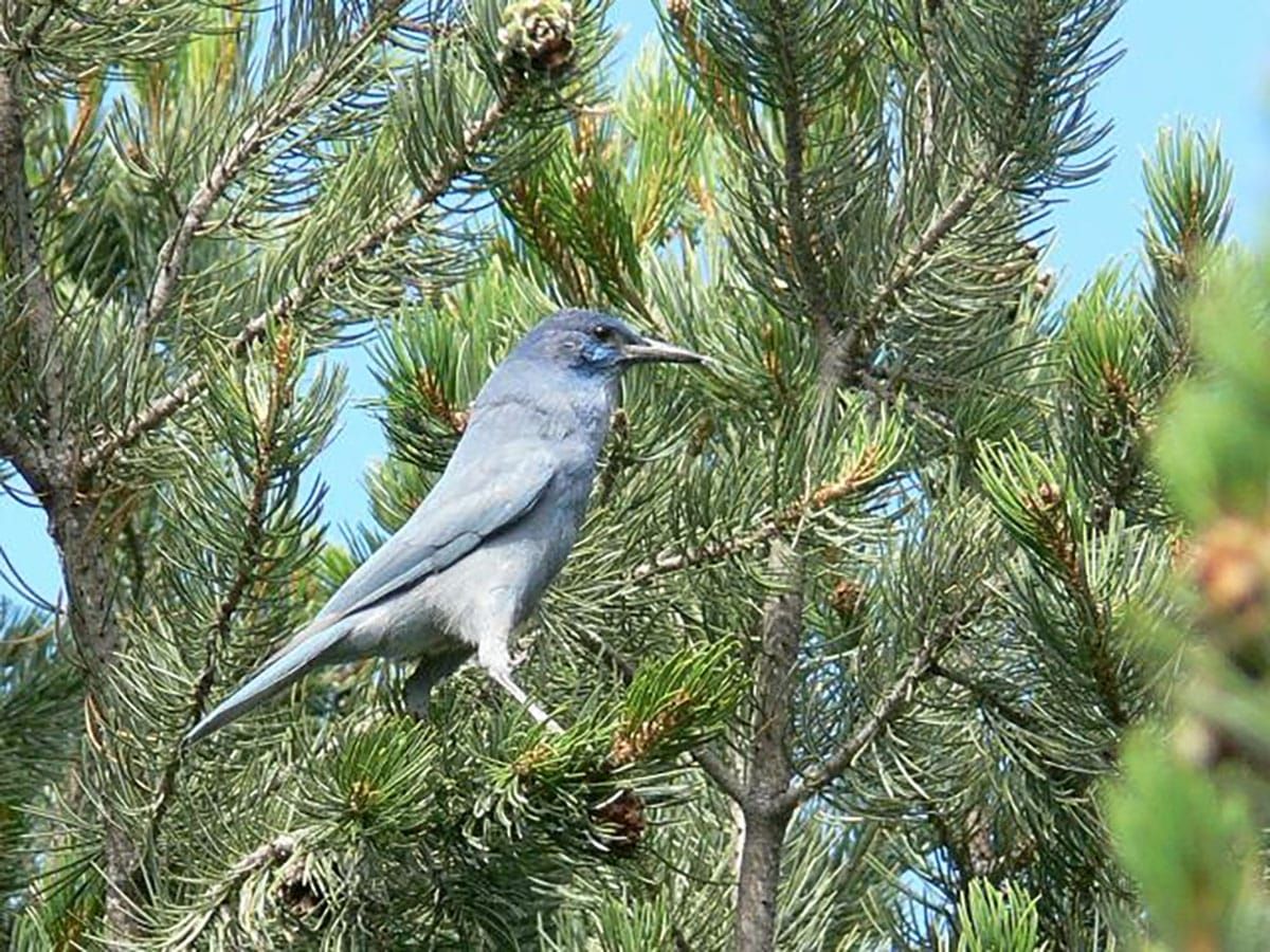 The Alliance Challenges Immense Logging and Burning Project in Utah's Manti La-Sal National Forest