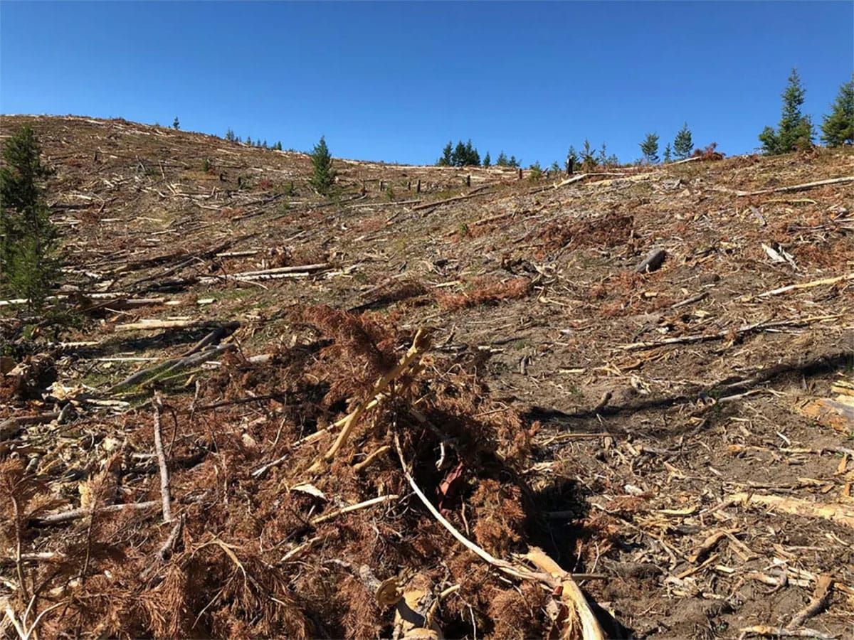Forest Service clearcutting and intentional burning is killing, not saving, our National Forests