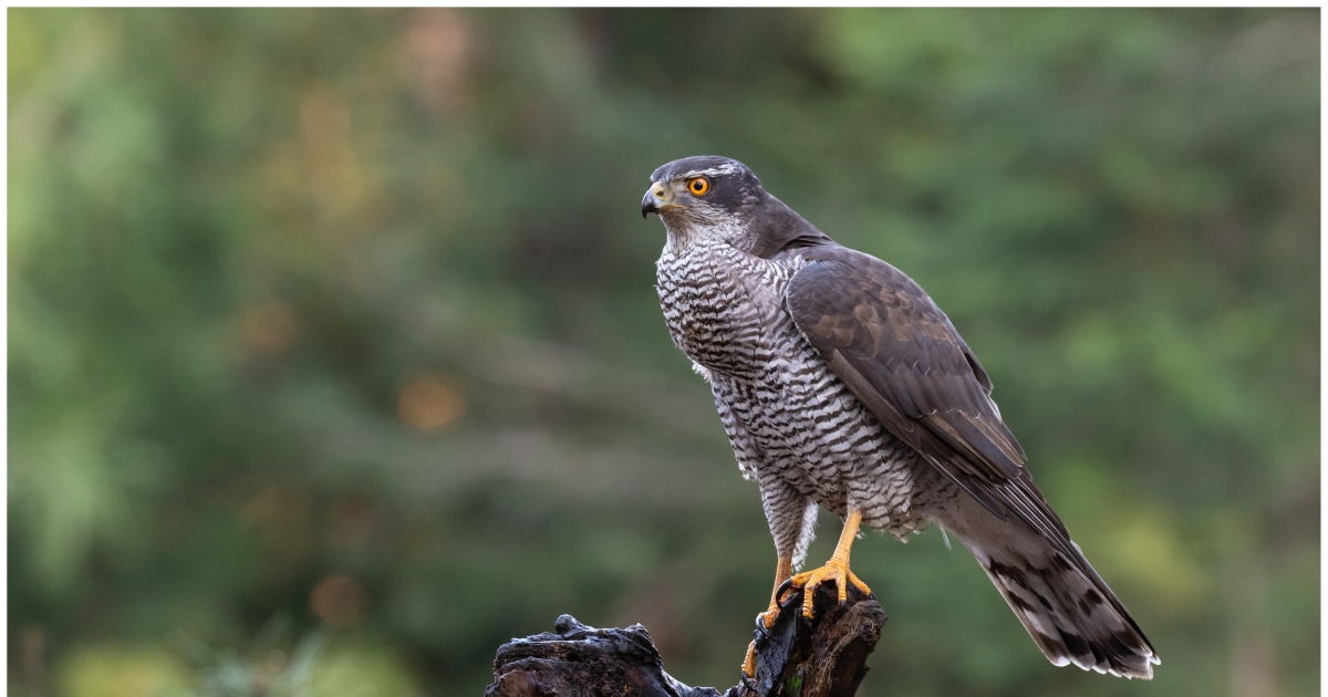 Conservation Groups File Lawsuit to Protect Elk Habitat, Wildlife Corridors and Old Growth Forests in Montana