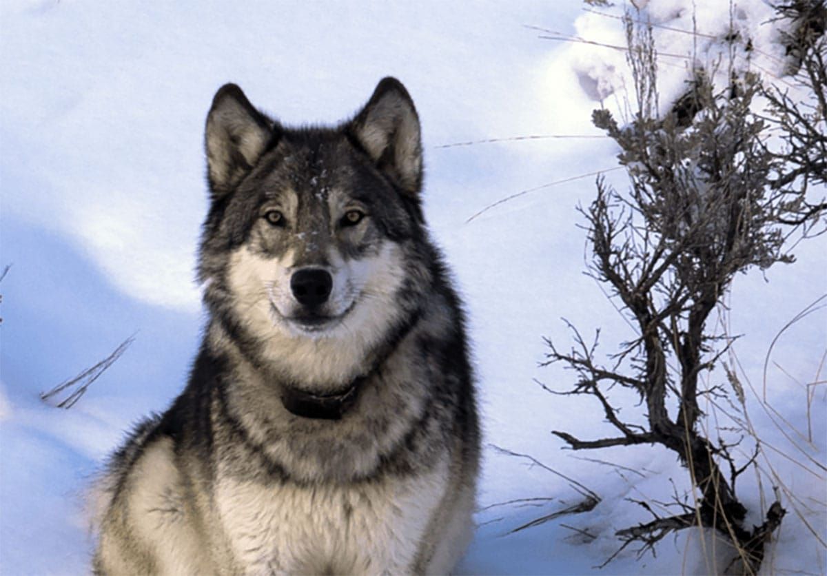 Wolves need your help