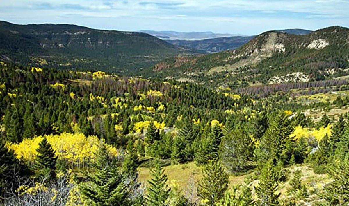 Court Halts Massive Illegal Old Growth Logging Project in Montana's Little Belt Mountains
