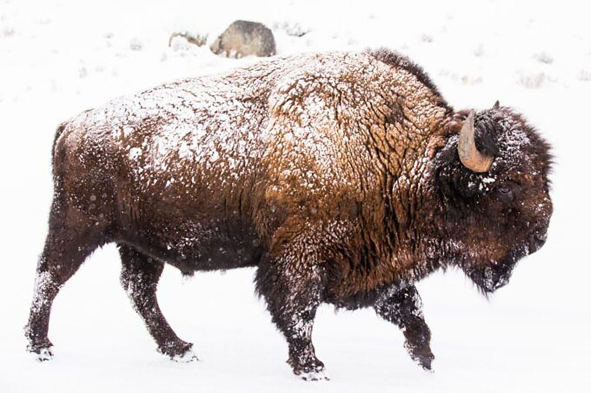 Alliance asks Forest Service to Close Bison Hunting Area Next to Yellowstone National Park Before Someone Gets Killed