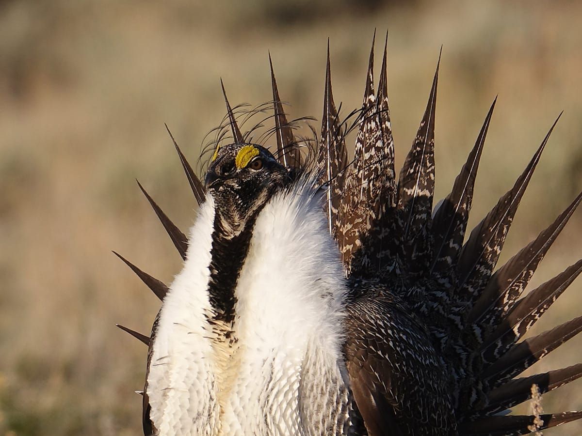 Sage Grouse "collaborative conservation effort" an on-going disaster