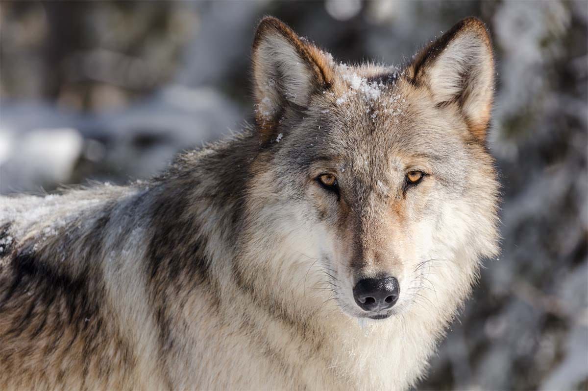 Alliance Files Lawsuit to Restore Endangered Species Act Protections for Wolves